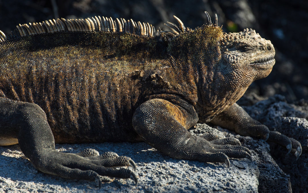 HOTSPOTS: Galápagos – Hüter der Arche