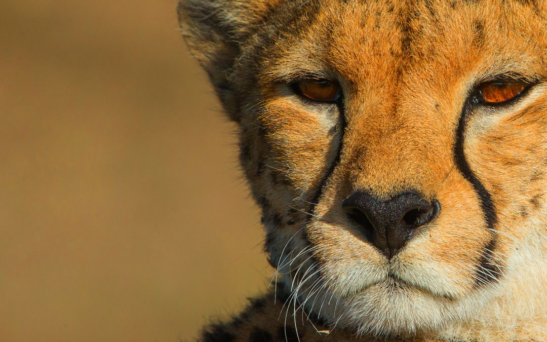 Geparde – Afrikas elegante Jäger