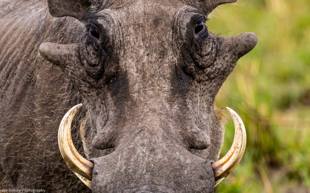 Die Schweine mit dem Elfenbein