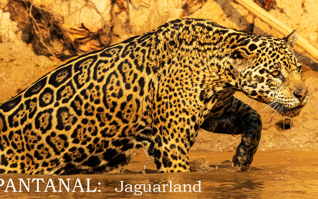 Jaguarland